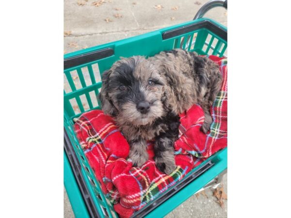 2nd Generation Mini Goldendoodle-DOG-Female-Blue Merle-6704-Petland Montgomery, Alabama