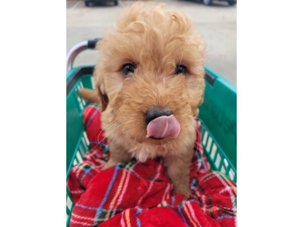 2nd Generation Mini Goldendoodle DOG Male Red 6703 Petland Montgomery, Alabama