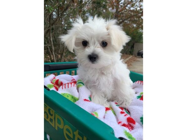 Maltese DOG Female White 6700 Petland Montgomery, Alabama