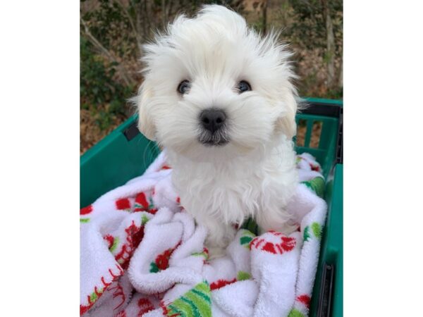 Maltese DOG Female White 6701 Petland Montgomery, Alabama