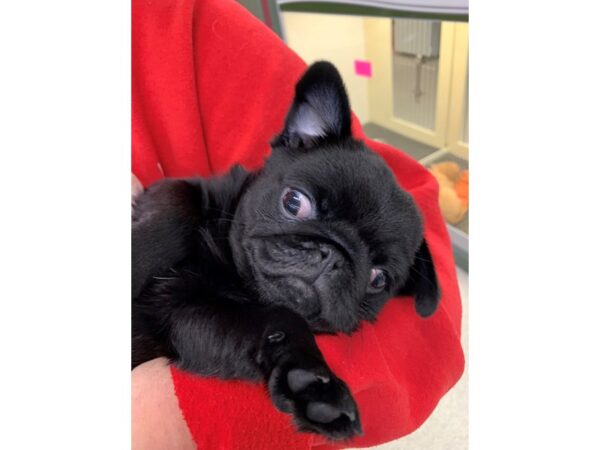 Pug DOG Female Black 6699 Petland Montgomery, Alabama