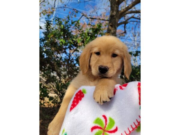 Golden Retriever DOG Female Golden 6707 Petland Montgomery, Alabama