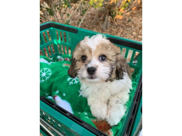 Teddy Bear-DOG-Female--6709-Petland Montgomery, Alabama