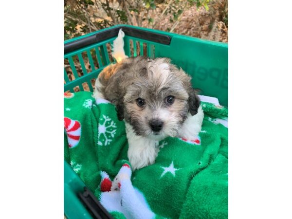 Teddy Bear-DOG-Male--6710-Petland Montgomery, Alabama