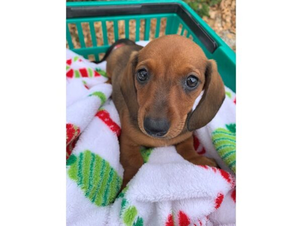 Dachshund DOG Female Wild Boar 6706 Petland Montgomery, Alabama