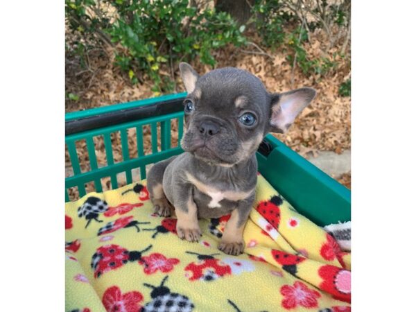 French Bulldog DOG Male Blue/Tan 6705 Petland Montgomery, Alabama