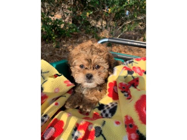 Shihpoo DOG Male 6708 Petland Montgomery, Alabama