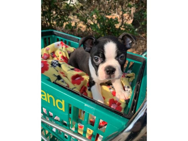 Boston Terrier DOG Female Black / White 6711 Petland Montgomery, Alabama