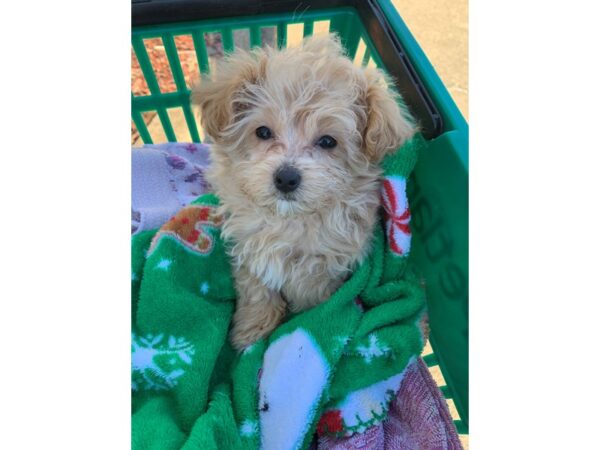 Maltipoo DOG Female Cream 6715 Petland Montgomery, Alabama