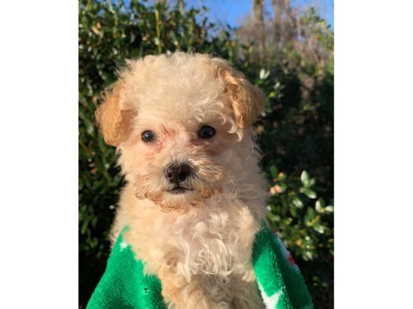 Miniature Poodle-DOG-Male-Apricot-6713-Petland Montgomery, Alabama
