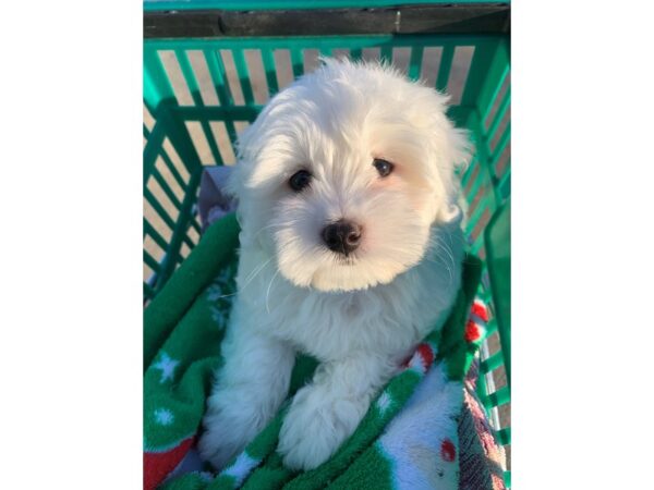 Coton De Tulear-DOG-Male-White-6714-Petland Montgomery, Alabama