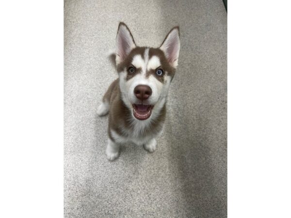 Siberian Husky DOG Female Red / White 6718 Petland Montgomery, Alabama