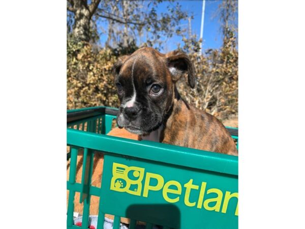 Boxer DOG Female Brindle / White 6717 Petland Montgomery, Alabama