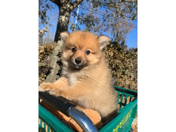 Pomeranian-DOG-Male--6719-Petland Montgomery, Alabama