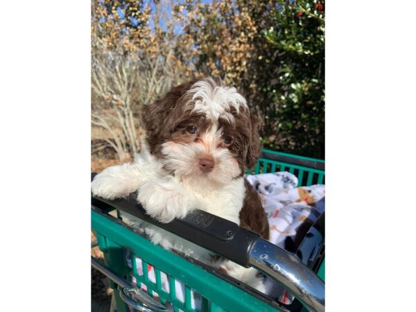 Havanese DOG Female Chocolate / White 6730 Petland Montgomery, Alabama