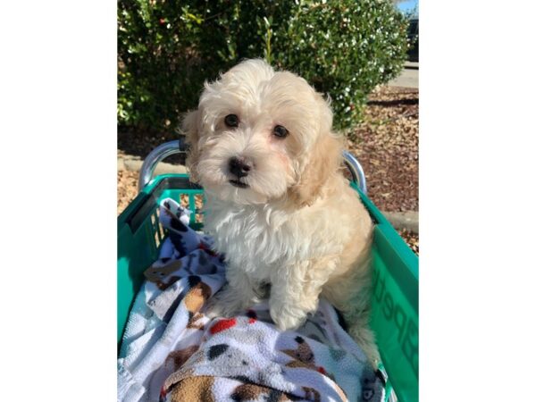 Havapoo-DOG-Female-Light Red-6729-Petland Montgomery, Alabama