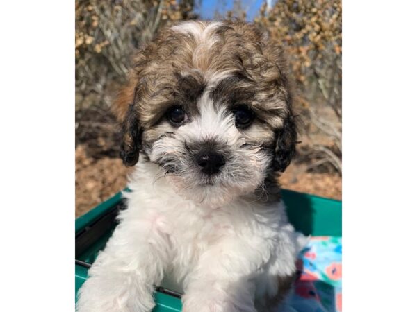 Teddy Bear-DOG-Female--6721-Petland Montgomery, Alabama