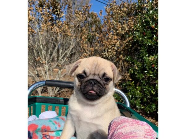 Pug-DOG-Female-FAWN-6732-Petland Montgomery, Alabama