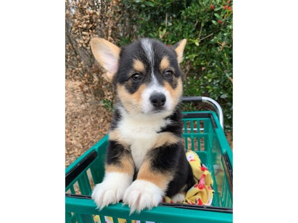 Pembroke Welsh Corgi DOG Male Tri-Colored 6727 Petland Montgomery, Alabama