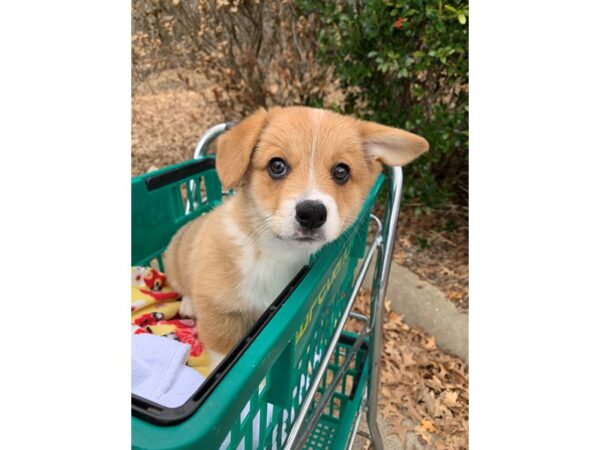 Pembroke Welsh Corgi DOG Female Sable / White 6726 Petland Montgomery, Alabama