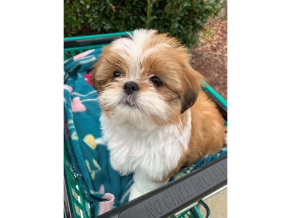 Shih Tzu DOG Male 6724 Petland Montgomery, Alabama