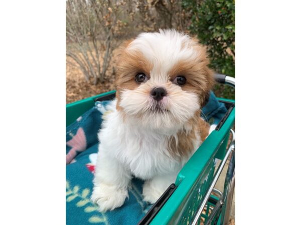 Shih Tzu DOG Female 6723 Petland Montgomery, Alabama