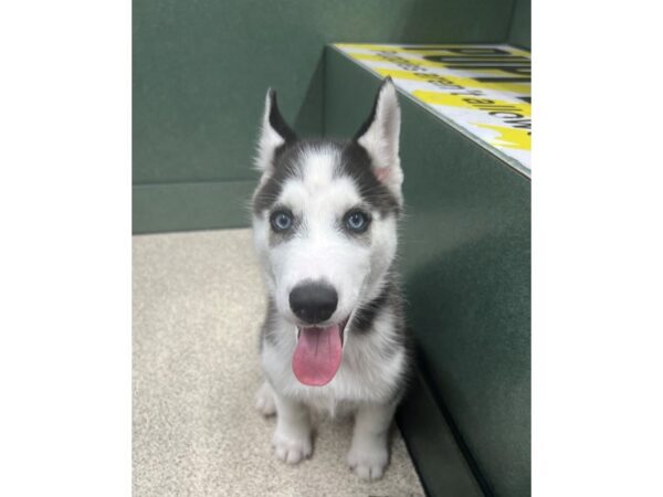 Siberian Husky-DOG-Male-Black / White-6725-Petland Montgomery, Alabama