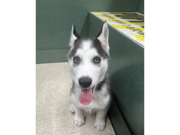 Siberian Husky DOG Male Black / White 6725 Petland Montgomery, Alabama