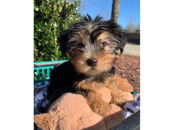 Yorkshire Terrier DOG Male Black / Tan 6734 Petland Montgomery, Alabama