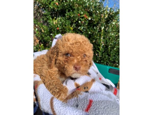 Bichonpoo-DOG-Female--6735-Petland Montgomery, Alabama