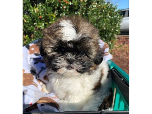 Shih Tzu DOG Female Brown / White 6736 Petland Montgomery, Alabama