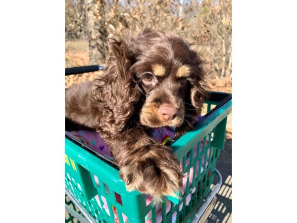 Cocker Spaniel DOG Female Chocolate and Tan 6737 Petland Montgomery, Alabama