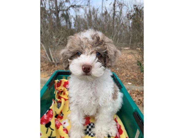 Poodle Mini DOG Male Chocolate 6740 Petland Montgomery, Alabama