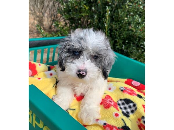 Poodle Mini DOG Female Blue Merle 6739 Petland Montgomery, Alabama