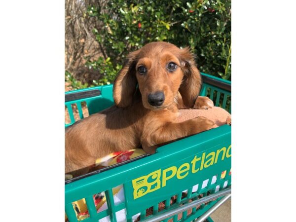 Dachshund DOG Female Brown 6738 Petland Montgomery, Alabama