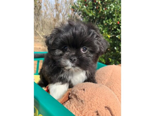 Shih Pom DOG Male Black / White 6742 Petland Montgomery, Alabama