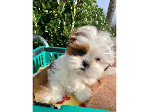 Shih-Pom DOG Female Brown / White 6741 Petland Montgomery, Alabama