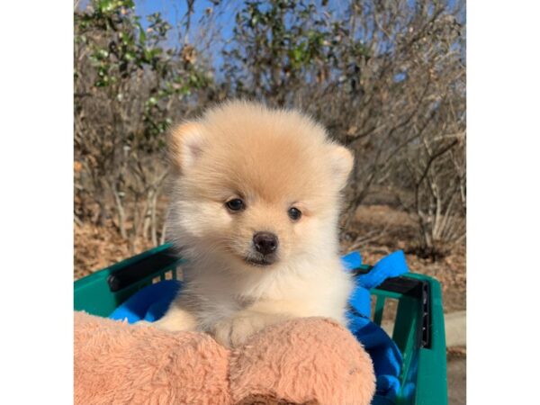 Pomeranian-DOG-Male-Orange-6747-Petland Montgomery, Alabama