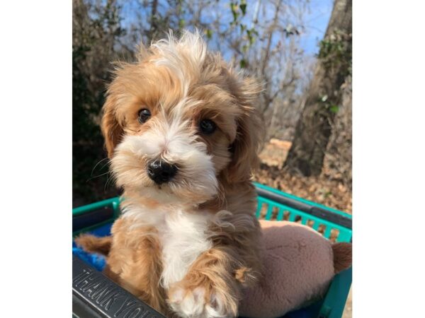 F2 MINI GOLDENDOODLE-DOG-Male-Red/White-6748-Petland Montgomery, Alabama