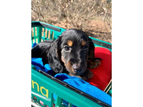 Dachshund DOG Male Black / Tan 6746 Petland Montgomery, Alabama