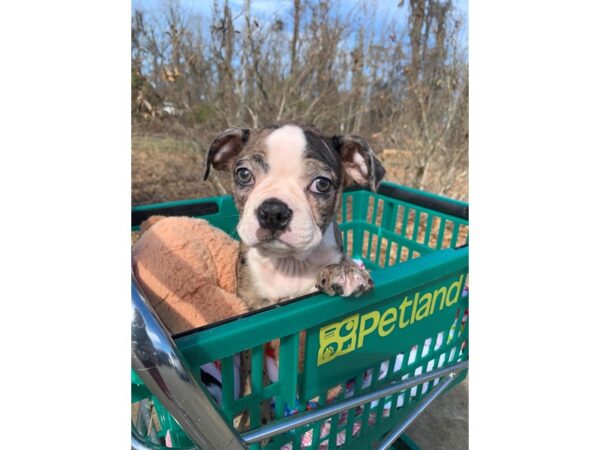 Boston Terrier DOG Male Blue Merle 6744 Petland Montgomery, Alabama