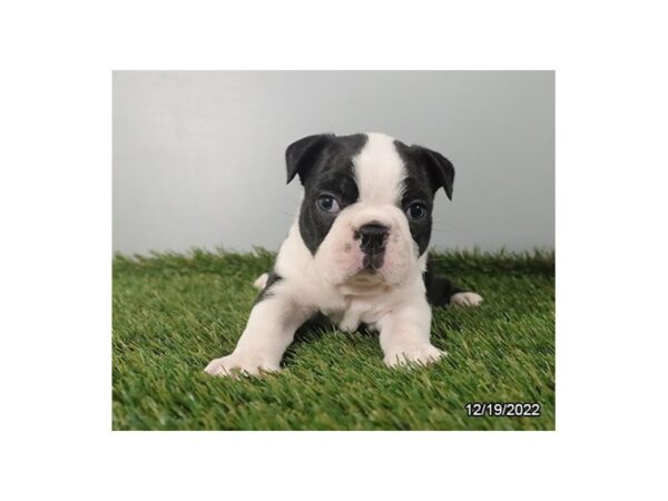 Boston Terrier DOG Male Black / White 6752 Petland Montgomery, Alabama