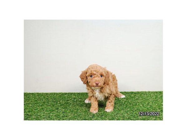 Miniature Poodle DOG Male Red 6753 Petland Montgomery, Alabama