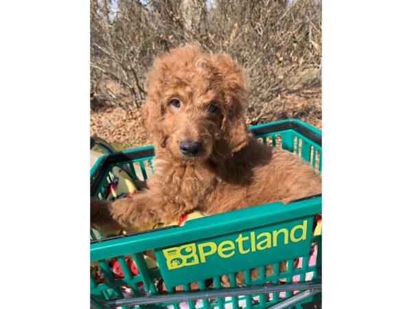 2nd Generation Mini Goldendoodle DOG Male Red 6749 Petland Montgomery, Alabama