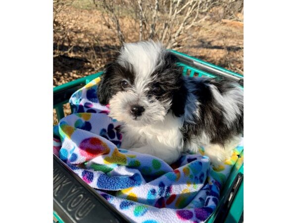 Teddy Bear DOG Female Black / White 6751 Petland Montgomery, Alabama