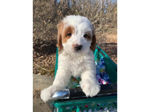 Goldendoodle Mini 2nd Gen DOG Female White 6750 Petland Montgomery, Alabama