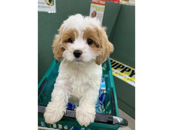 Cavapoo DOG Female Blenheim 6754 Petland Montgomery, Alabama