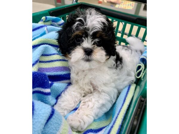 Teddy Bear DOG Female Black/White 6756 Petland Montgomery, Alabama