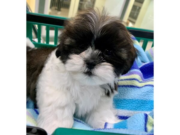 Shih Tzu DOG Male Sable/White 6755 Petland Montgomery, Alabama