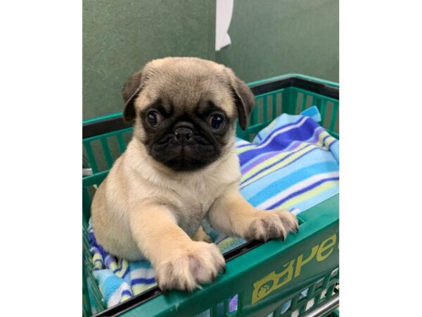 Pug DOG Male Fawn with black 6757 Petland Montgomery, Alabama